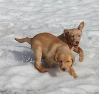 Brittany (Orange Collar), a female Labrador Retriever for sale in Tiffin, OH – Photo 2 of 9