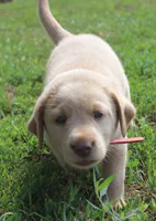 Georgie (Red Collar), a male Labrador Retriever for sale in Tiffin, OH – 6 of 9