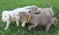 Ally (Pink Collar), a female Labrador Retriever for sale in Tiffin, OH – 10 of 10