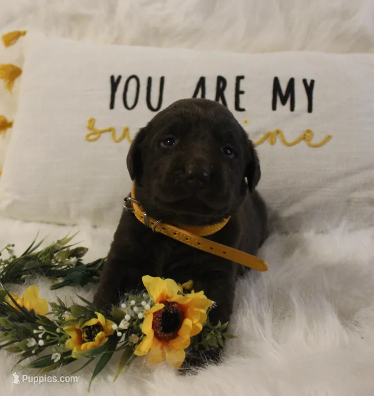 Emerson (Yellow Collar) – Labrador Retriever puppy for sale in Tiffin, OH