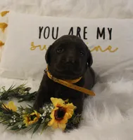 Emerson (Yellow Collar), a female Labrador Retriever for sale in Tiffin, OH – 1 of 6