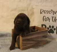 Charlie (Green Collar), a male Labrador Retriever for sale in Tiffin, OH – 6 of 7