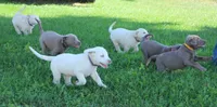 Thor (Blue Collar), a male Labrador Retriever for sale in Tiffin, OH – 7 of 10