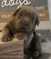 Scout (Black Collar), a male Labrador Retriever for sale in Tiffin, OH – 4 of 5