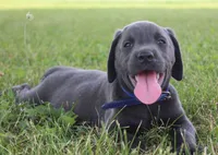 Max (Blue Collar), a male Labrador Retriever for sale in Tiffin, OH – 7 of 10