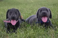 Faith (Pink Collar), a female Labrador Retriever for sale in Tiffin, OH – 8 of 10