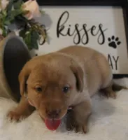 Reagan (Pink Collar), a female Labrador Retriever for sale in Tiffin, OH – 3 of 5