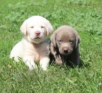 Bear (Light Blue Collar), a male Labrador Retriever for sale in Tiffin, OH – 9 of 10