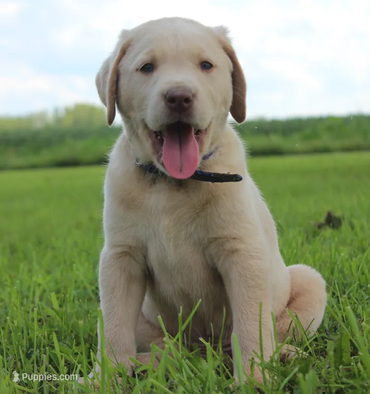 Lincoln (Blue Collar) – Labrador Retriever puppy for sale in Tiffin, OH