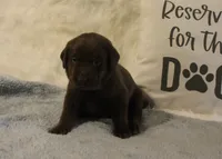 Charlie (Green Collar), a male Labrador Retriever for sale in Tiffin, OH – 2 of 7