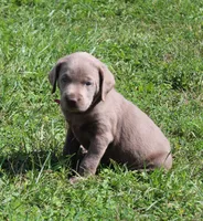 Ally (Pink Collar), a female Labrador Retriever for sale in Tiffin, OH – 2 of 10