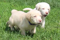 Thor (Blue Collar), a male Labrador Retriever for sale in Tiffin, OH – 3 of 10