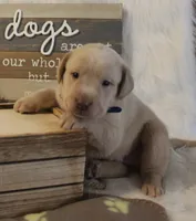Lincoln (Blue Collar), a male Labrador Retriever for sale in Tiffin, OH – 5 of 5