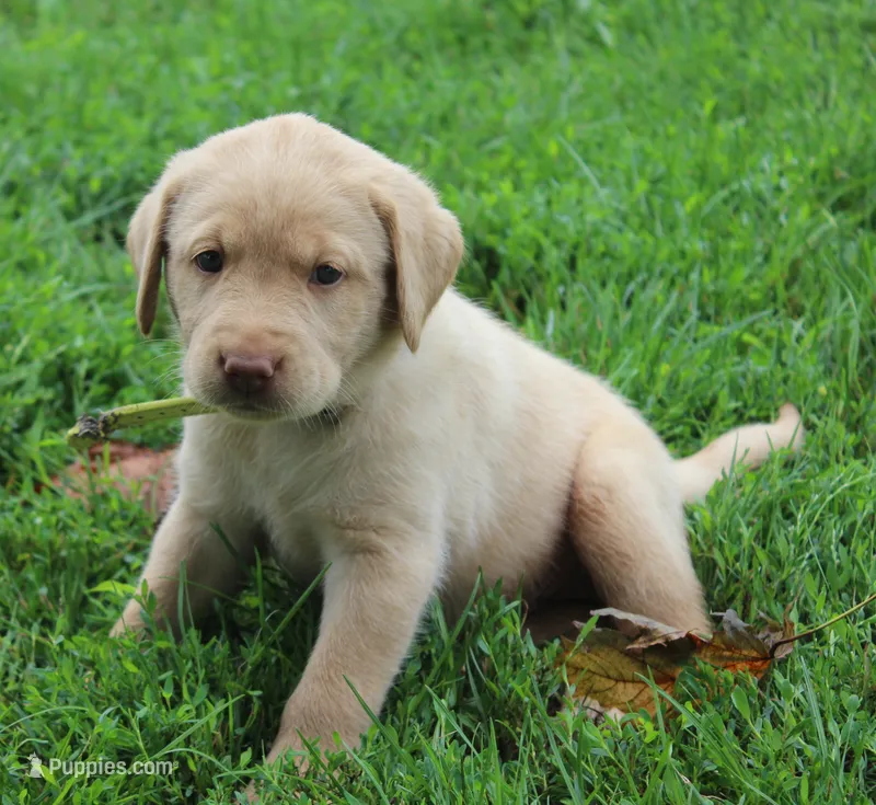 Madison (Yellow Collar) – Labrador Retriever puppy for sale in Tiffin, OH
