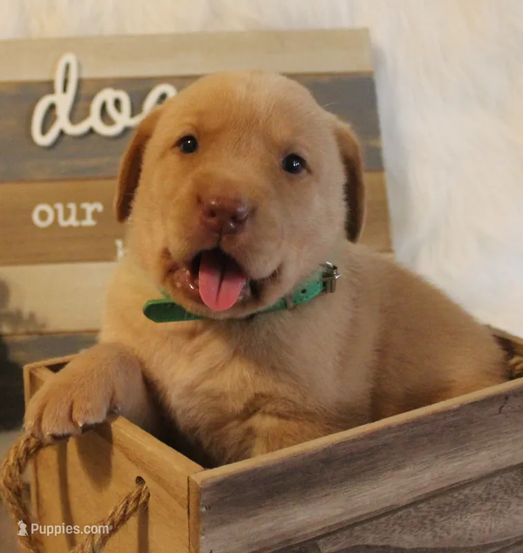 Truman (Green Collar) – Labrador Retriever puppy for sale in Tiffin, OH