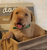 Truman (Green Collar), a male Labrador Retriever for sale in Tiffin, OH – 1 of 7