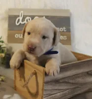 Lincoln (Blue Collar), a male Labrador Retriever for sale in Tiffin, OH – 4 of 5