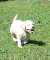 Thor (Blue Collar), a male Labrador Retriever for sale in Tiffin, OH – 6 of 10