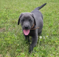 Theo (Tan Collar), a male Labrador Retriever for sale in Tiffin, OH – 5 of 8