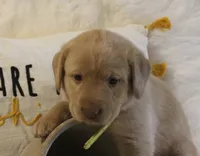 Madison (Yellow Collar), a female Labrador Retriever for sale in Tiffin, OH – 7 of 8