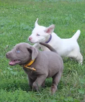 Lily (Yellow Collar), a female Labrador Retriever for sale in Tiffin, OH – 9 of 10