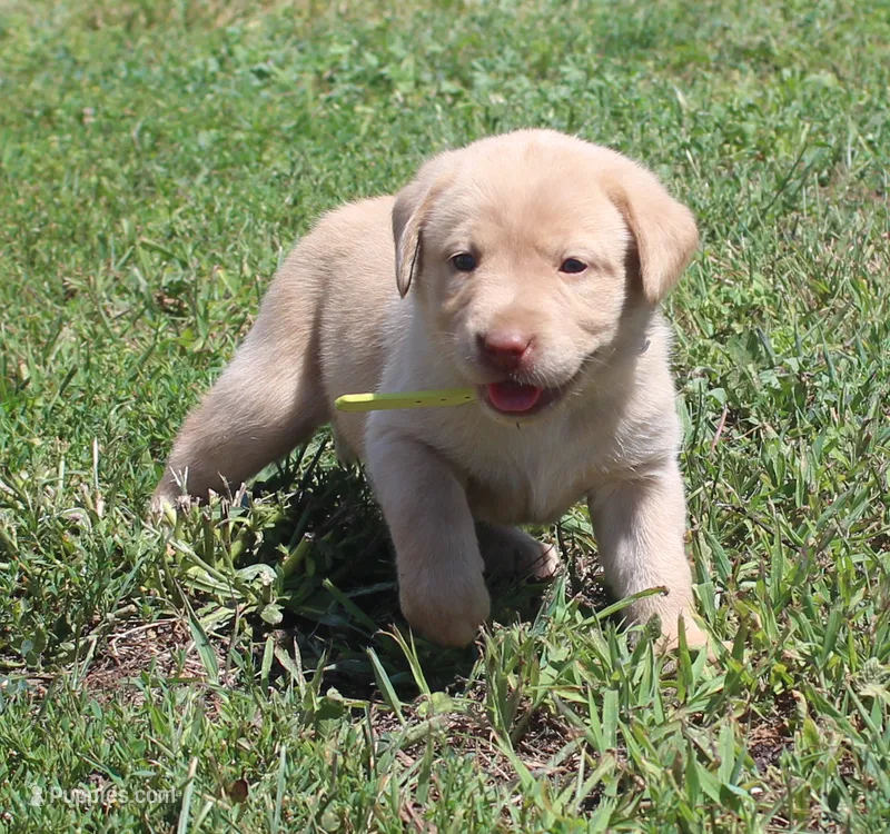 Madison (Yellow Collar) – Labrador Retriever puppy for sale in Tiffin, OH