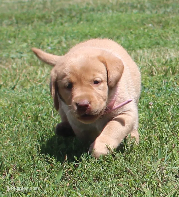Reagan (Pink Collar) – Labrador Retriever puppy for sale in Tiffin, OH