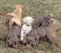 Phraya (Pink Collar), a female Labrador Retriever for sale in Tiffin, OH – Photo 3 of 9
