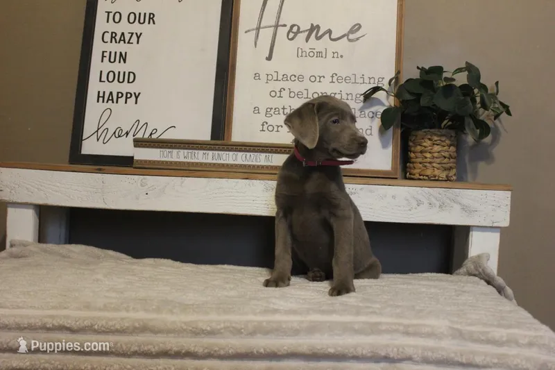 Phraya (Pink Collar)