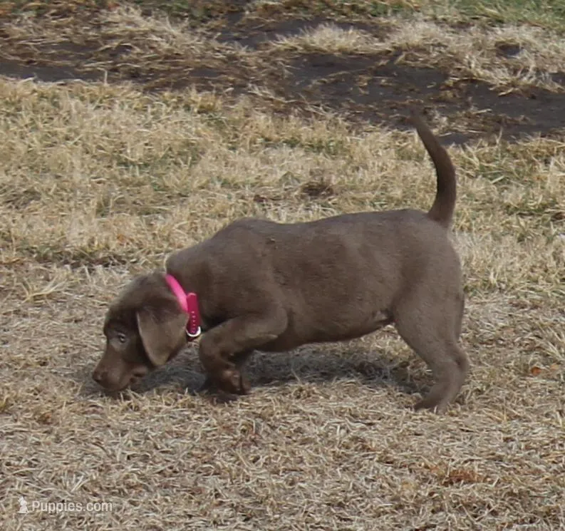 Phraya (Pink Collar)
