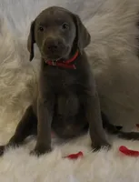 Phraya (Pink Collar), a female Labrador Retriever for sale in Tiffin, OH – Photo 8 of 9
