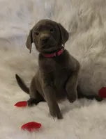 Phraya (Pink Collar), a female Labrador Retriever for sale in Tiffin, OH – Photo 6 of 9