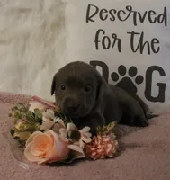Winnie (Pink Collar), a female Labrador Retriever for sale in Tiffin, OH – 6 of 6