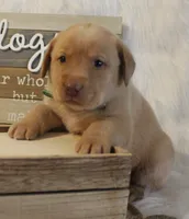 Truman (Green Collar), a male Labrador Retriever for sale in Tiffin, OH – 4 of 7