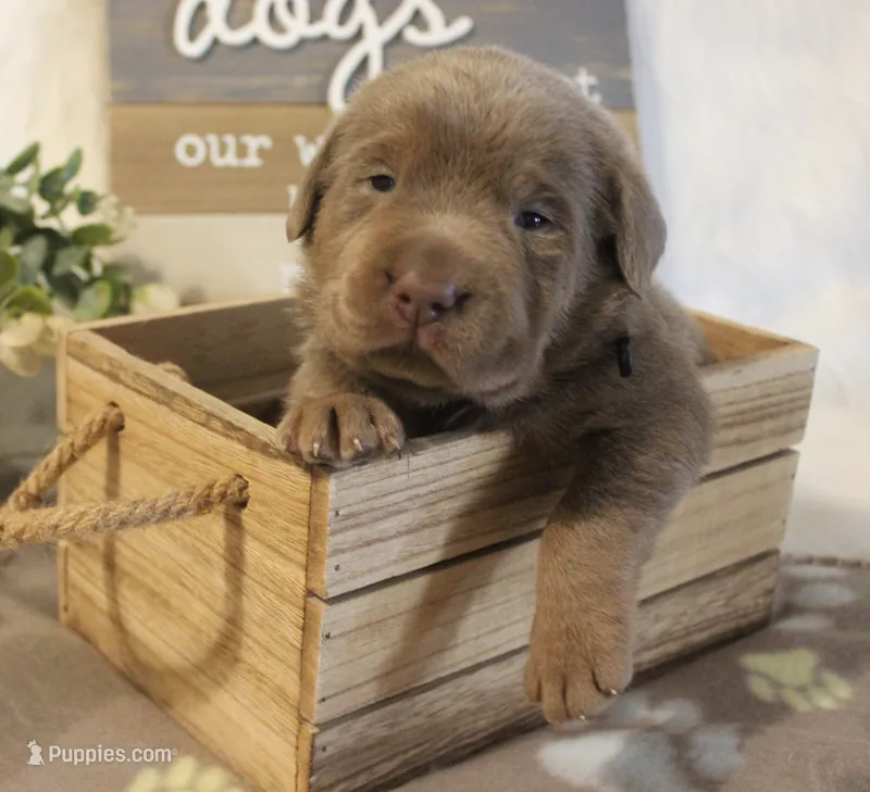 Scout (Black Collar) – Labrador Retriever puppy for sale in Tiffin, OH