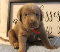 Parker (Red Collar), a male Labrador Retriever for sale in Tiffin, OH – 2 of 7