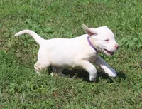 Susie (Purple Collar), a female Labrador Retriever for sale in Tiffin, OH – 6 of 10