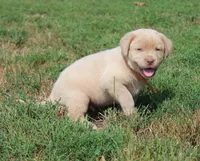Franklin (Orange Collar), a male Labrador Retriever for sale in Tiffin, OH – 7 of 10