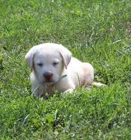 Bear (Light Blue Collar), a male Labrador Retriever for sale in Tiffin, OH – 3 of 10