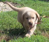 Georgie (Red Collar), a male Labrador Retriever for sale in Tiffin, OH – 9 of 9