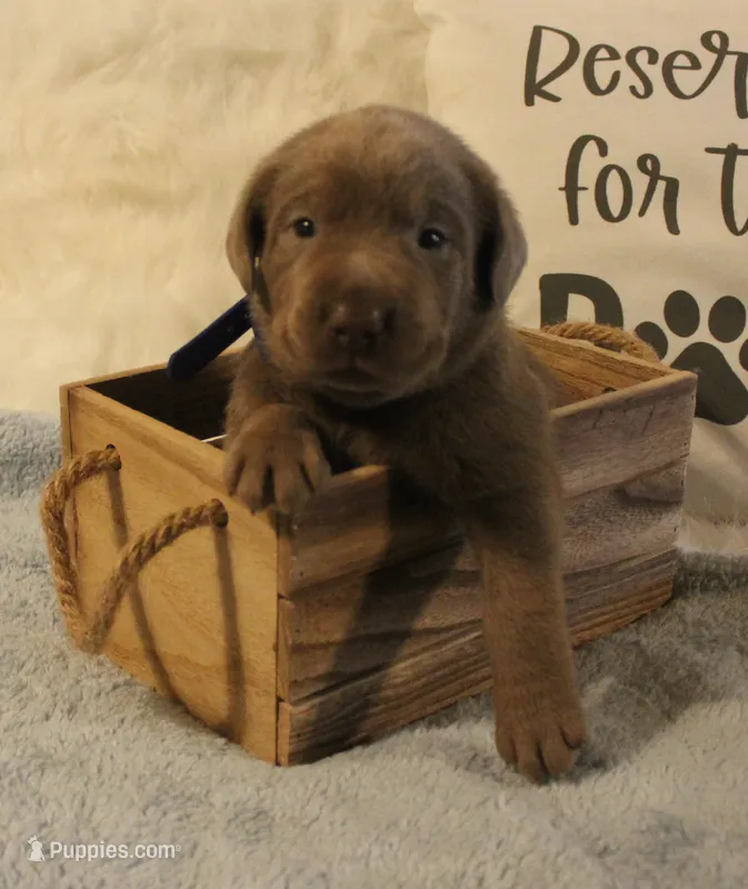 Finn (Blue Collar) – Labrador Retriever puppy for sale in Tiffin, OH