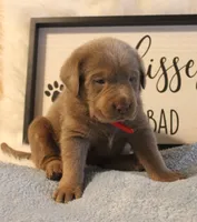 Parker (Red Collar), a male Labrador Retriever for sale in Tiffin, OH – 3 of 7