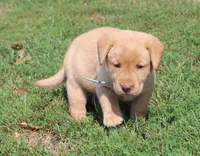 Kennedy (Light Blue), a female Labrador Retriever for sale in Tiffin, OH – 4 of 10