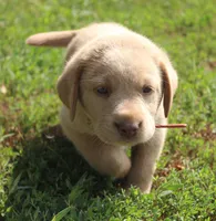 Georgie (Red Collar), a male Labrador Retriever for sale in Tiffin, OH – 3 of 9