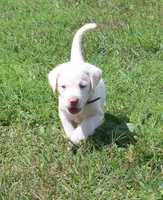 Susie (Purple Collar), a female Labrador Retriever for sale in Tiffin, OH – 5 of 10