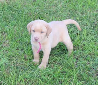 Chloe (Pink Collar), a female Labrador Retriever for sale in Tiffin, OH – 7 of 10