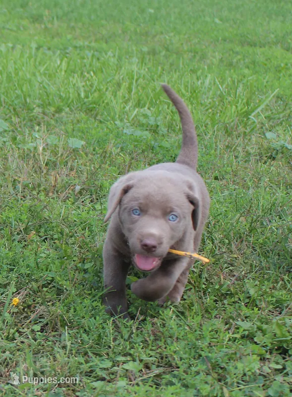 Lily (Yellow Collar) – Labrador Retriever puppy for sale in Tiffin, OH