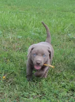 Lily (Yellow Collar), a female Labrador Retriever for sale in Tiffin, OH – 1 of 10