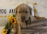 Madison (Yellow Collar), a female Labrador Retriever for sale in Tiffin, OH – 4 of 8