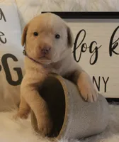 Quincy (Purple Collar), a female Labrador Retriever for sale in Tiffin, OH – 2 of 6